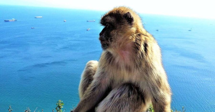 From Málaga or Marbella: Private Gibraltar Tour - St. Michael’s Caves, Siege Tunnels, and Ape’s Dean: history you can walk through