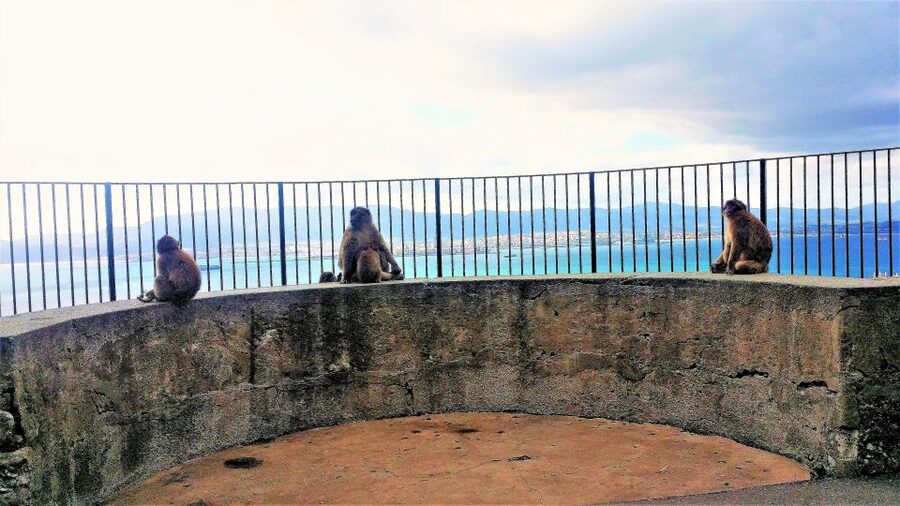 From Málaga or Marbella: Private Gibraltar Tour - Barbary macaques: the only wild primates in Europe (and yes, they’re cheeky)