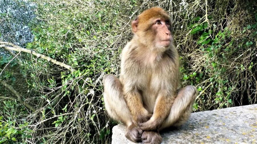 From Málaga or Marbella: Private Gibraltar Tour - Half-day or full-day: how to choose your pacing in Gibraltar town