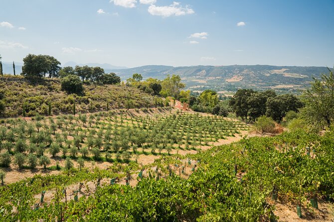 From Malaga: Ronda, Wine & Olive Oil Tasting Premium Small Group - Should You Book This Tour?