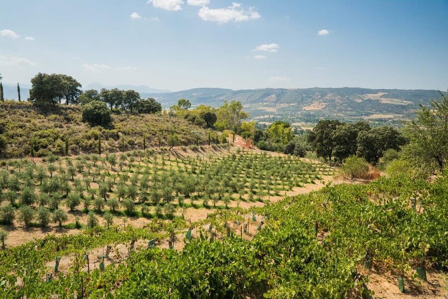 From Málaga: Ronda, Wine & Olive Oil Tasting Small Group - Who should book, and who should skip this one