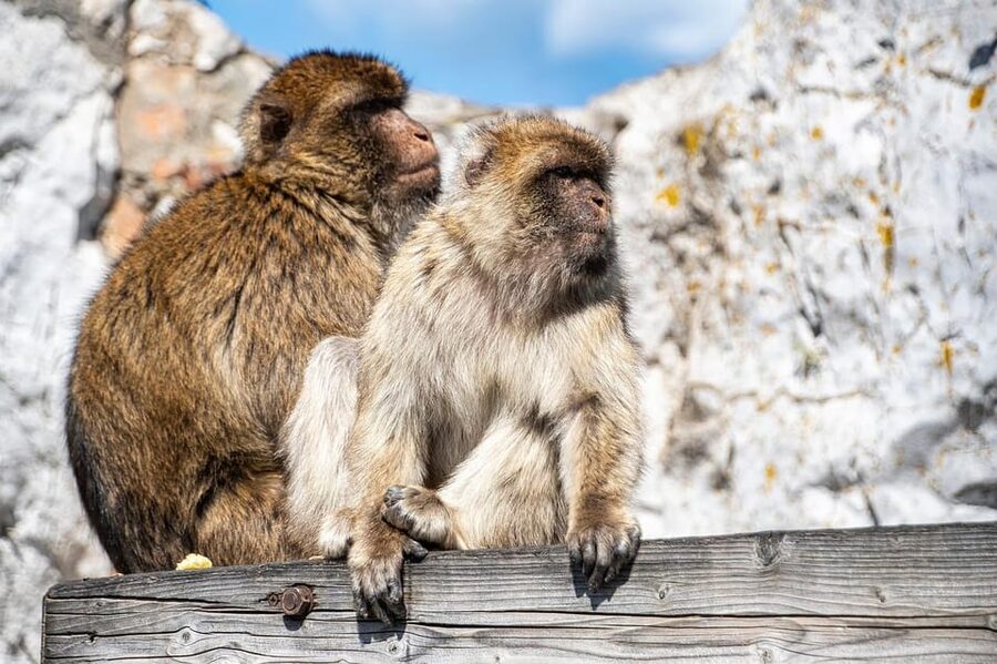 From Torremolinos: Day Trip to Gibraltar - The coach ride to Gibraltar: straightforward, but comfort varies