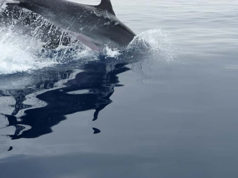 Fuengirola : 2 hours LUXURY Yacht Dolphin Trip DRINKS SNACKS - Cruise Along Costa del Sol: How Dolphin Spotting Fits the Ride