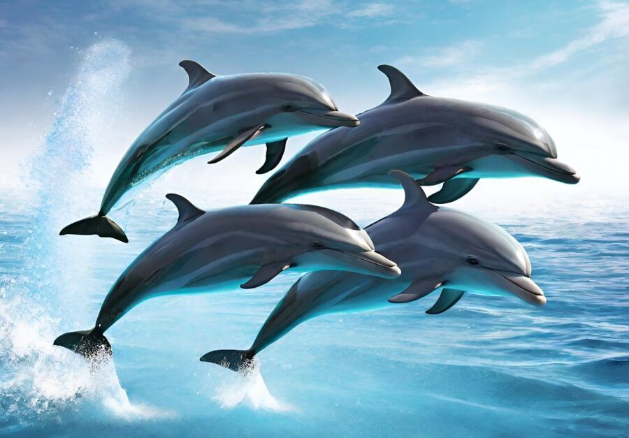 Fuengirola : 2 hours LUXURY Yacht Dolphin Trip DRINKS SNACKS - Price and Value: Is $47 Fair for What You Get?