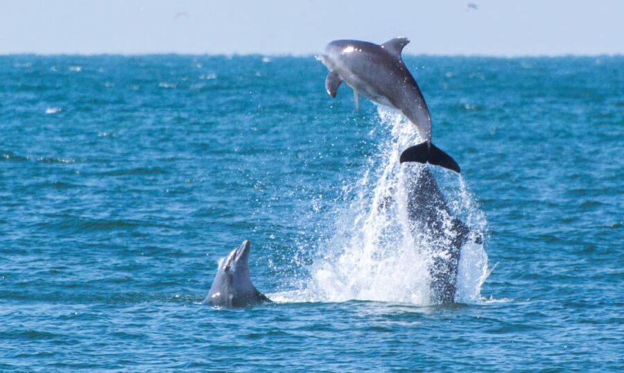 Fuengirola : 2 hours LUXURY Yacht Dolphin Trip DRINKS SNACKS - Booking Tips That Help You Enjoy the Full Two Hours