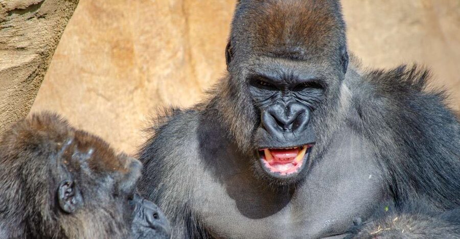 Fuengirola: Bioparc Entrance Ticket - What Bioparc Fuengirola Does Better Than Most Zoos