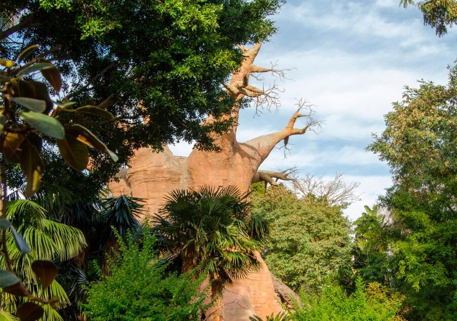 Fuengirola: Bioparc Entrance Ticket - FAQ