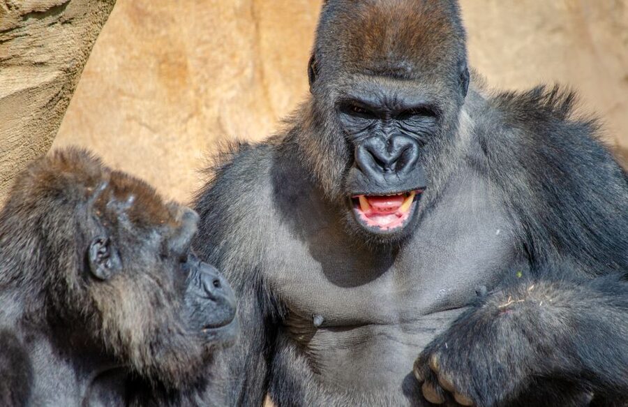 Fuengirola: Bioparc Entrance Ticket - Equatorial Africa: Big Animals, Bird Flight, and Real Viewing Distance