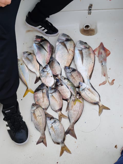 Fuengirola: Bottom Fishing with Jigging and Squid, 2, 4 and 6 hours - What fish you might catch, and what to do with them