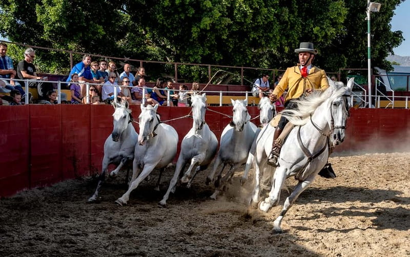 Fuengirola: Spanish Horse Show with Optional Dinner/Flamenco - Should you book this Fuengirola Spanish horse show and flamenco?