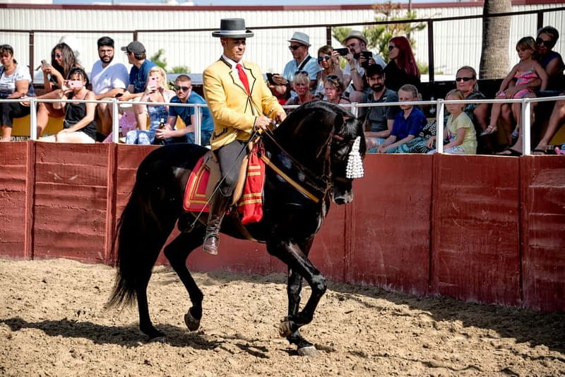 Fuengirola: Spanish Horse Show with Optional Dinner/Flamenco - Dinner at 19:45: paella in a trophy-room setting
