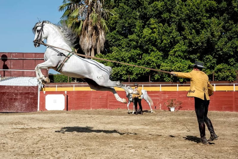 Fuengirola: Spanish Horse Show with Optional Dinner/Flamenco - Flamenco at 21:30: soleas, fandangos, and crowd energy