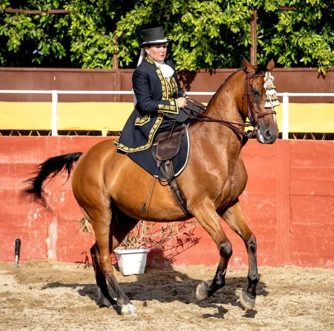 Fuengirola: Spanish Horse Show with Optional Dinner/Flamenco - Bus service and timing: how to avoid the usual headaches