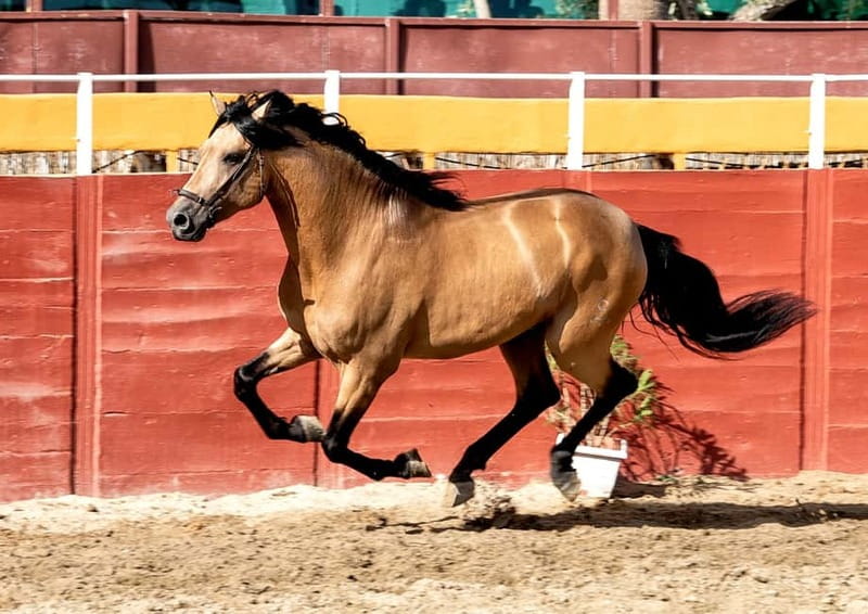 Fuengirola: Spanish Horse Show with Optional Dinner/Flamenco - Price, value, and who this trip fits best