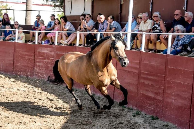 Fuengirola: Spanish Horse Show with Optional Dinner/Flamenco - Choosing your package: Full exp. versus partial options