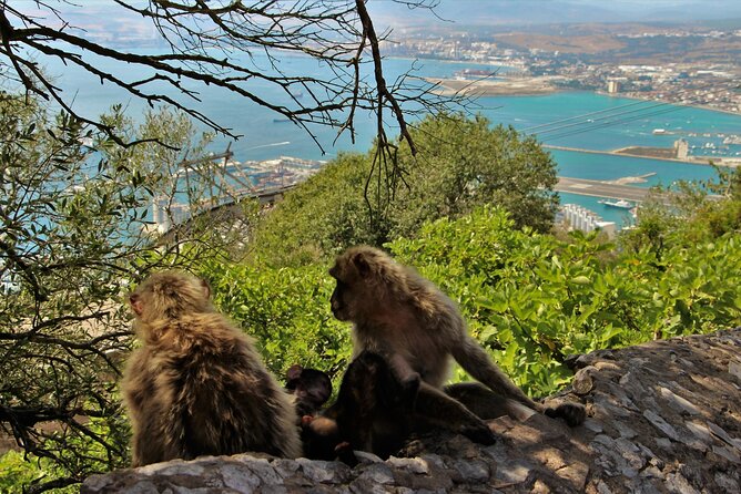 Gibraltar and Mijas Tour from Málaga - Key Highlights You’ll Actually Feel During the Day