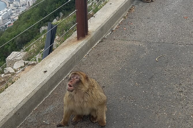 Gibraltar Private Tour from Malaga and Surrounding Areas - St. Michael’s Cave and Its Light Show Factor
