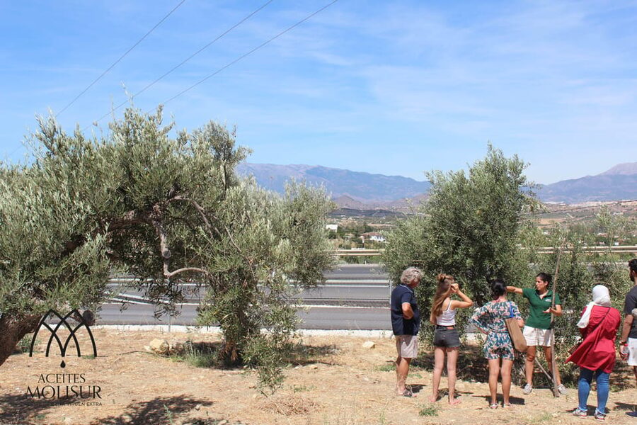 Guided tour and oil tasting at the Aceites Molisur factory - Key takeaways before you go