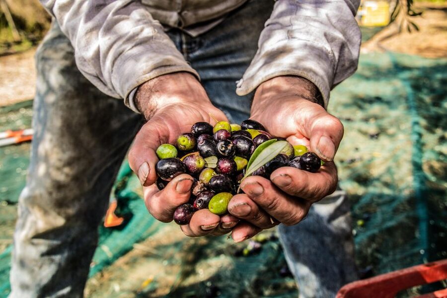 Guided tour and oil tasting at the Aceites Molisur factory - Price and value: what $34 buys you in real learning