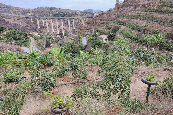 Guided Tour to the only coffee farm in Europe - What You Actually Do on the Walk (Stop 1 in La Herradura)