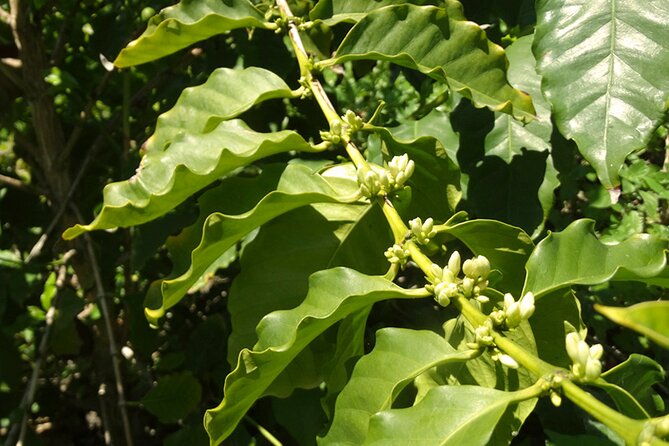 Guided Tour to the only coffee farm in Europe - Wildlife Chances on an Open-Air Plantation