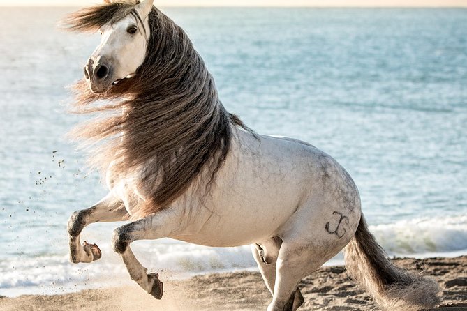 Horse and Flamenco Show in Malaga - Accessibility, allergies, and practical limits