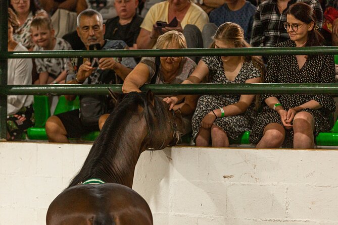Horse and Flamenco Show in Malaga with Dinner - Should you book this Horse and Flamenco show in Malaga?