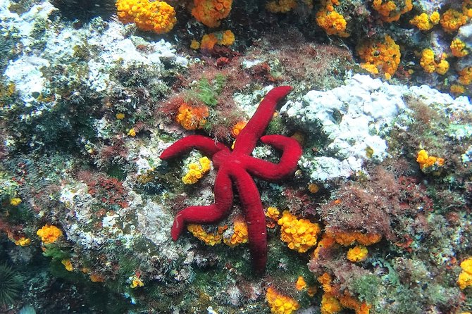 Kayak & Snorkel Tour in Cerro Gordo Natural Park, La Herradura - Price and value: what $34.76 buys you in practice