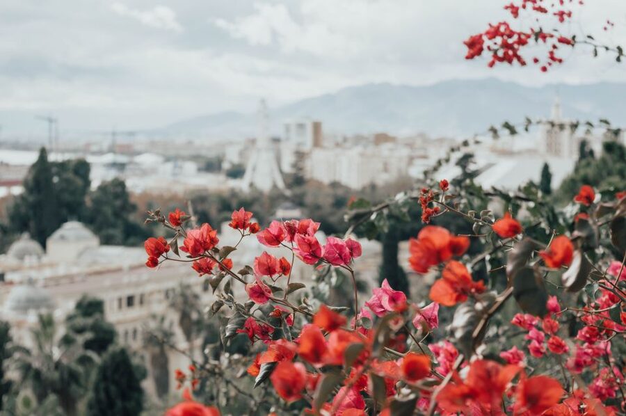 Málaga: Highlights, Old Town & Viewpoint Walking Tour - Gardens of the Dark Door and Paseo del Parque: green pauses that teach you the city
