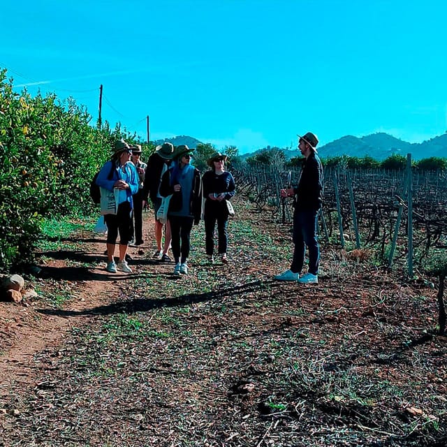 Malaga: White Village, Vineyard, and Wine Tasting Wine Tour - Key things I’d circle before you book