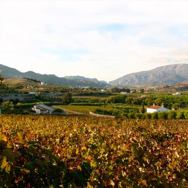 Malaga: White Village, Vineyard, and Wine Tasting Wine Tour - Why Álora Makes a Perfect 5-Hour Escape From Málaga