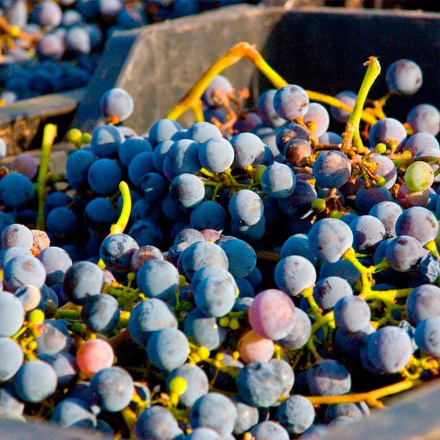 Malaga: White Village, Vineyard, and Wine Tasting Wine Tour - The Countryside Photo Stop: Views Plus a Short Walk