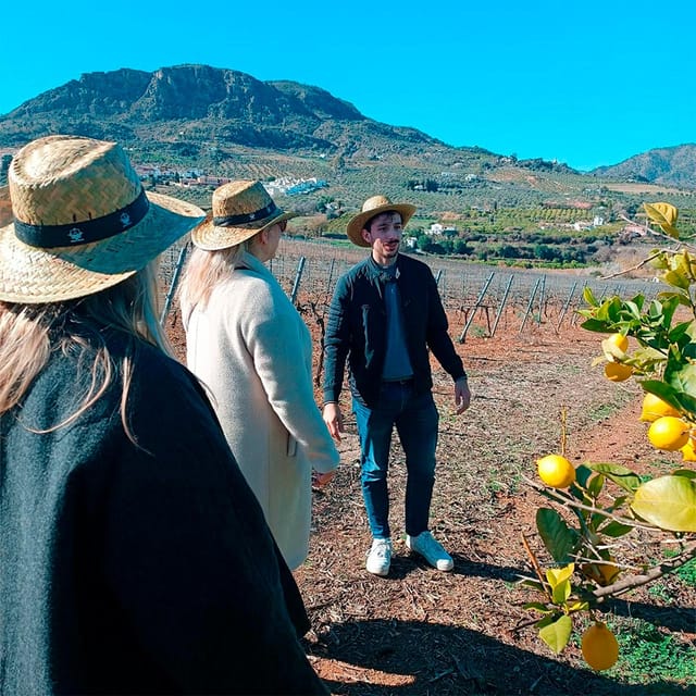 Malaga: White Village, Vineyard, and Wine Tasting Wine Tour - Vineyards and Grapes: Learning What You’re About to Taste