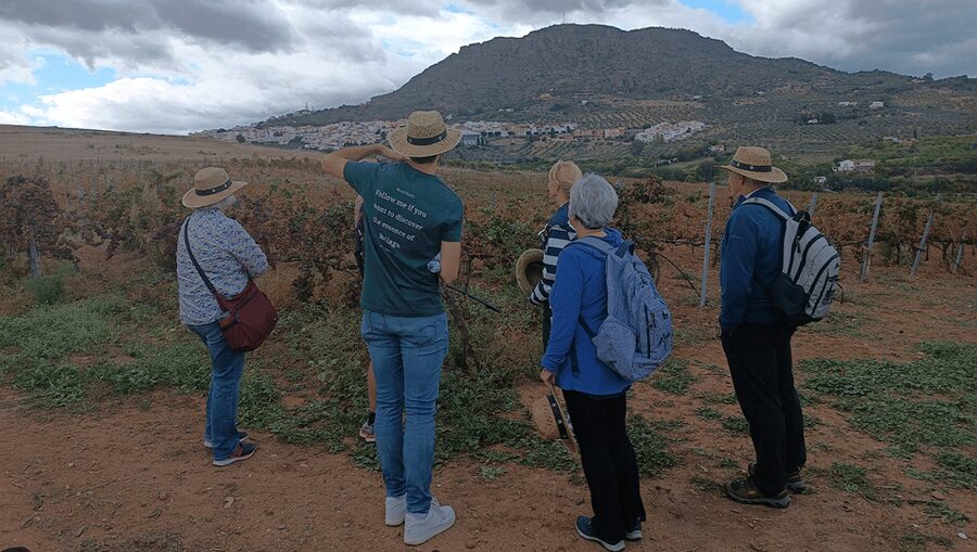 Malaga: White Village, Vineyard, and Wine Tasting Wine Tour - Bodegas Pérez Hidalgo: 4 Wines, Tapas, and Real Winemaking