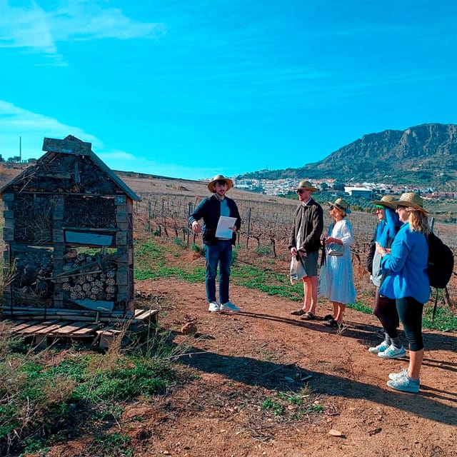 Malaga: White Village, Vineyard, and Wine Tasting Wine Tour - Getting There: Pickup Points and the Van Rhythm