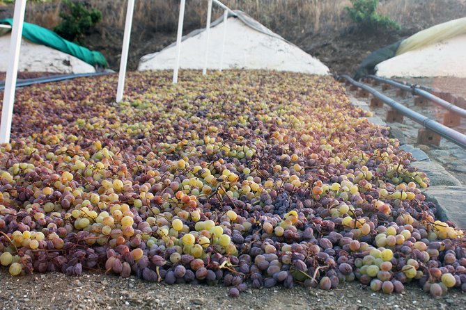 Muscat Raisin Route - Small group with lunch included - Key highlights you’ll feel on the day
