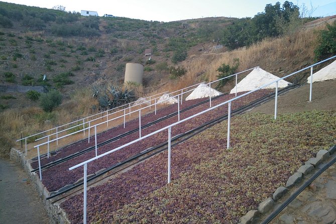 Muscat Raisin Route - Small group with lunch included - Almáchar Walking Tour and Museo de la Pasa: Old Tools, Real Context