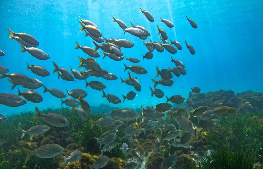 Nerja-Maro: Snorkeling & Sea Scooter Speedboat Trip - Time Underwater: what you’ll likely see off Maro