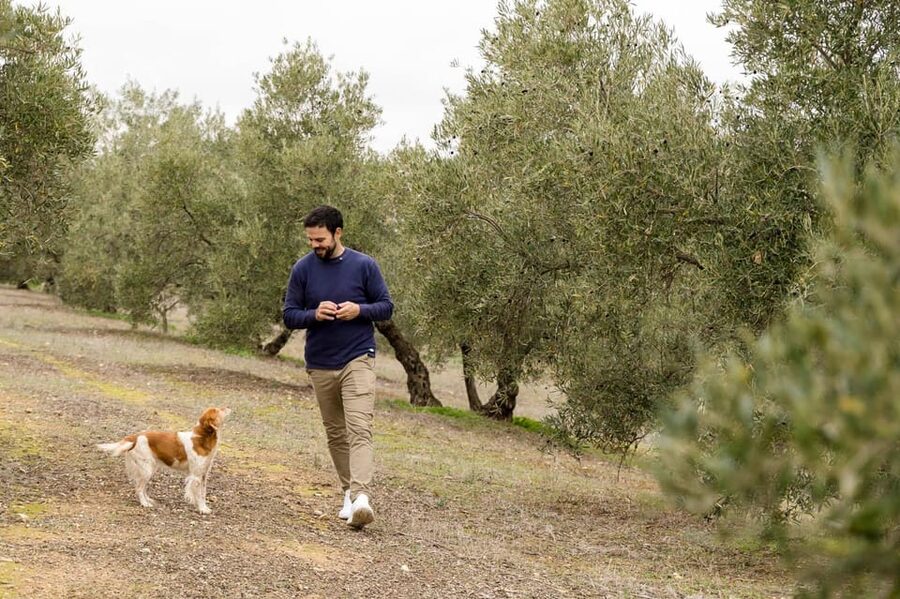 OLIVE OIL & WINE TOUR Organic fields - 5 Wines + 3Olive Oils - A non-touristy co-op day: organic fields to oak-barrel tastings