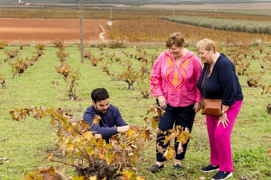 OLIVE OIL & WINE TOUR Organic fields - 5 Wines + 3Olive Oils - The oak-barrel hangar tasting: 5 wines, 3 oils, and tapas you can compare with