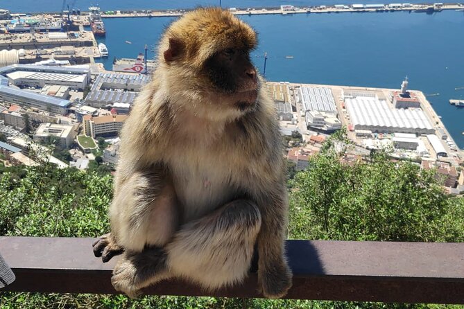 Private Day Tour in Gibraltar and Tangier, Morocco from Malaga - Key highlights to know before you go