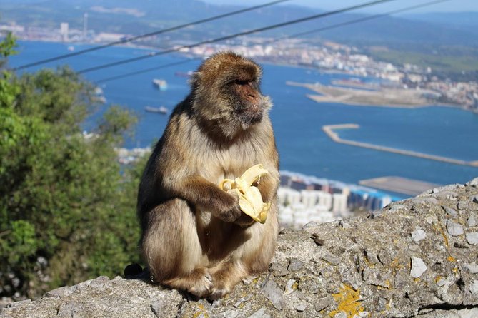 Private Day Trip to Gibraltar from Malaga or Marbella - Price and value: what you’re really paying for