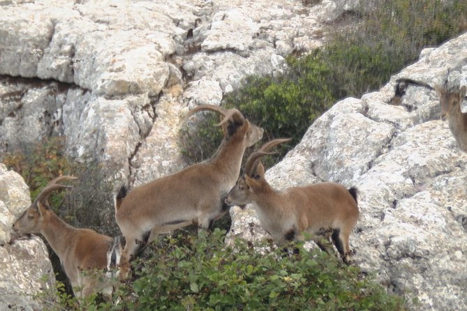 Private Guided Tour to Torcal de Antequera - Málaga meeting point and how the timing works without drama