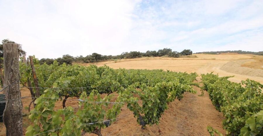 Private Winery Tour and Visit to Ronda - Ronda time: what you can realistically do with limited hours