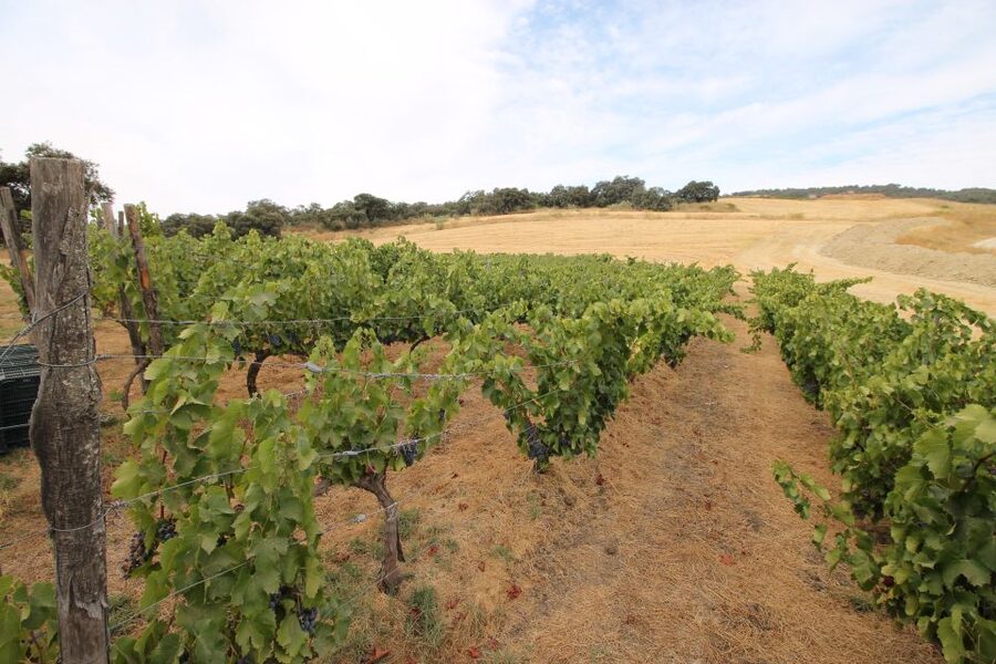 Private Winery Tour and Visit to Ronda - Who this private winery and Ronda tour suits best