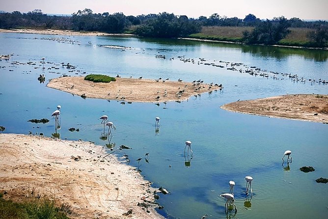 Rent a Trekking bike: Full Day 24 hours - Guadalhorce River Estuary Natural Area: Birds, Lagoons, and Flamingo Chances