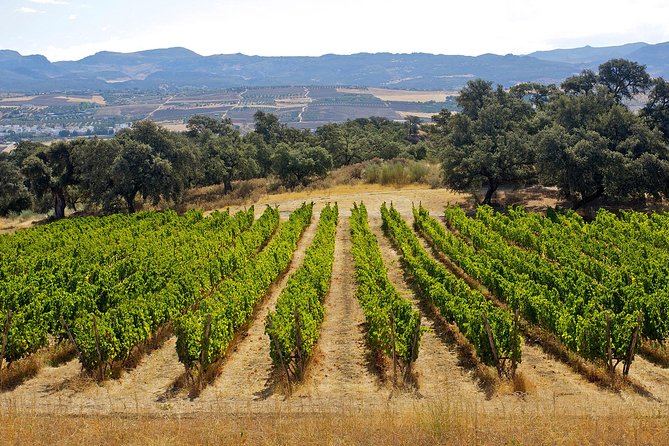Ronda Private Full Day Wine Tour - The guide/driver experience: Oliver and Thomas are names to look for