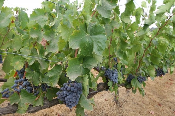 Ronda Private Wine Tour + Free Time in Ronda - Who This Tour Is Best For (And Who Might Skip It)
