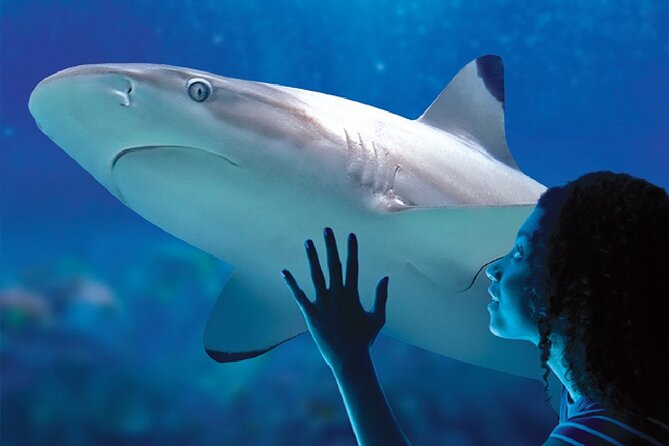 Sealife Benalmadena Entrance Ticket - Should You Book SEA LIFE Benalmádena Admission?