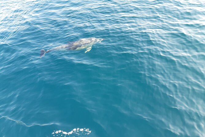 Sunset by boat in Marbella - Dolphins and the Sea Wolf moment: swimming when conditions allow